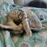 Trevor F-7SBT Silver Male DOB 3-3-21