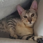 Trevor F-7SBT Silver Male DOB 3-3-21