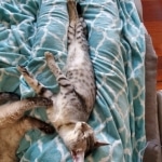 Trevor F-7SBT Silver Male DOB 3-3-21