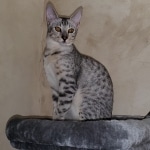 Trevor F-7SBT Silver Male DOB 3-3-21