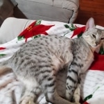 Trevor F-7SBT Silver Male DOB 3-3-21