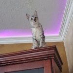 Trevor F-7SBT Silver Male DOB 3-3-21