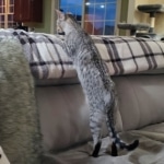 Trevor F-7SBT Silver Male DOB 3-3-21