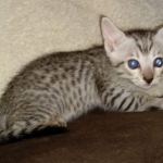 F-7SBT Silver Male DOB 3-3-21