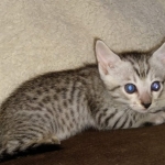 F-7SBT Silver Male DOB 3-3-21