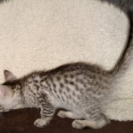 F-7SBT Silver Male DOB 3-3-21