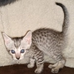 F-7SBT Silver Male DOB 3-3-21