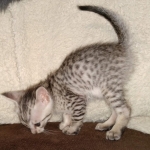 F-7SBT Silver Male DOB 3-3-21