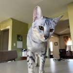 Trevor F-7SBT Silver Male DOB 3-3-21