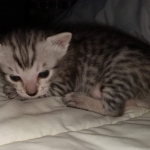 F-7SBT Silver Male DOB 3-3-21