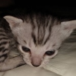 F-7SBT Silver Male DOB 3-3-21