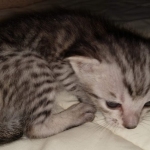 F-7SBT Silver Male DOB 3-3-21