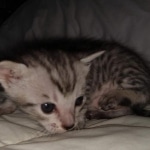F-7SBT Silver Male DOB 3-3-21