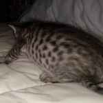 F-7SBT Silver Male DOB 3-3-21