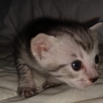 F-7SBT Silver Male DOB 3-3-21