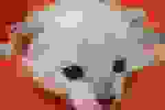 Willow Savannah F-7SBT Snow female DOB 4-30-22