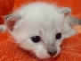 Willow Savannah F-7SBT Snow female DOB 4-30-22