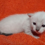 Savannah snow female F-7SBT DOB 4-30-22