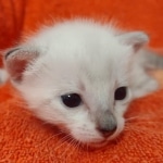 Savannah snow female F-7SBT DOB 4-30-22