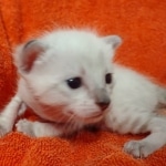 Savannah snow female F-7SBT DOB 4-30-22