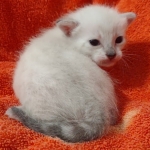 Savannah snow female F-7SBT DOB 4-30-22