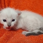 Savannah snow female F-7SBT DOB 4-30-22