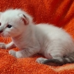 Savannah snow female F-7SBT DOB 4-30-22