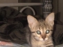 Nala Savannah F-3C Female BST DOB 4/11/21