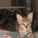 Nala Savannah F-3C Brown Spotted female DOB 4-11-21