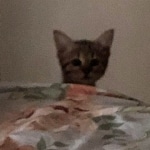 Nala Savannah F-3C Brown Spotted female DOB 4-11-21