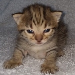 Savannah F-3C Brown Spotted female DOB 4-11-21
