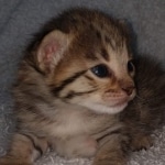 Savannah F-3C Brown Spotted female DOB 4-11-21