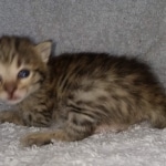 Nala Savannah F-3C Brown Spotted female DOB 4-11-21