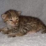 Nala Savannah F-3C Brown Spotted female DOB 4-11-21