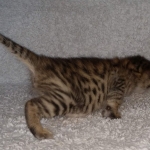 Nala Savannah F-3C Brown Spotted female DOB 4-11-21