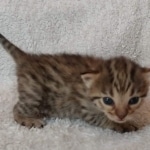 Nala Savannah F-3C Brown Spotted female DOB 4-11-21