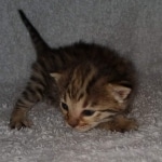 Nala Savannah F-3C Brown Spotted female DOB 4-11-21
