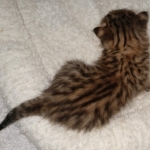 Nala Savannah F-3C Brown Spotted female DOB 4-11-21
