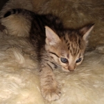 Nala Savannah F-3C Brown Spotted female DOB 4-11-21