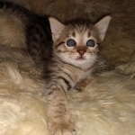 Nala Savannah F-3C Brown Spotted female DOB 4-11-21