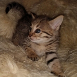 Nala Savannah F-3C Brown Spotted female DOB 4-11-21