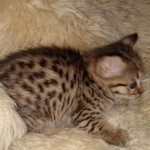 Nala Savannah F-3C Brown Spotted female DOB 4-11-21