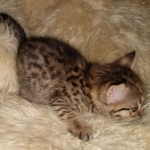 Nala Savannah F-3C Brown Spotted female DOB 4-11-21