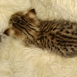 Nala Savannah F-3C Brown Spotted female DOB 4-11-21