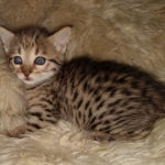 Nala Savannah F-3C Brown Spotted female DOB 4-11-21