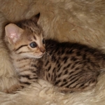 Nala Savannah F-3C Brown Spotted female DOB 4-11-21