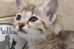 Zuri Savannah F-4SBT BST female #3 DOB 4-7-24