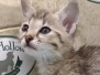 Zuri Savannah F-4SBT BST female #3 DOB 4-7-24