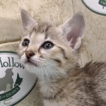 Savannah F-4SBT female DOB 4-7-24
