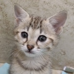 Savannah F-4SBT female DOB 4-7-24